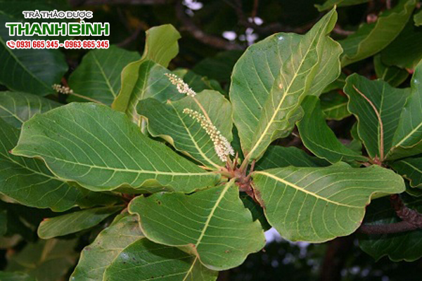 la-bang-non-thanh-binh