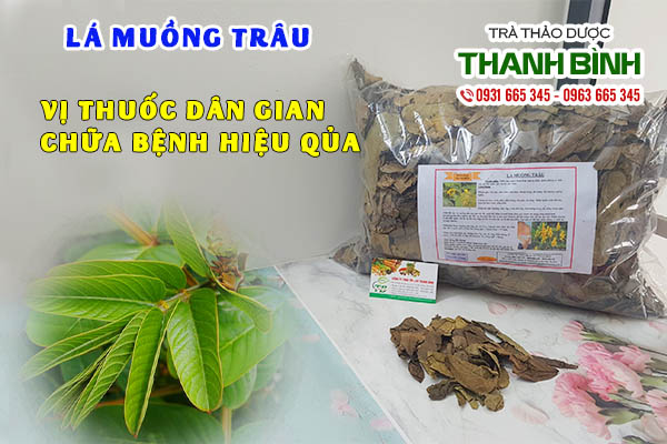 lá muồng trâu