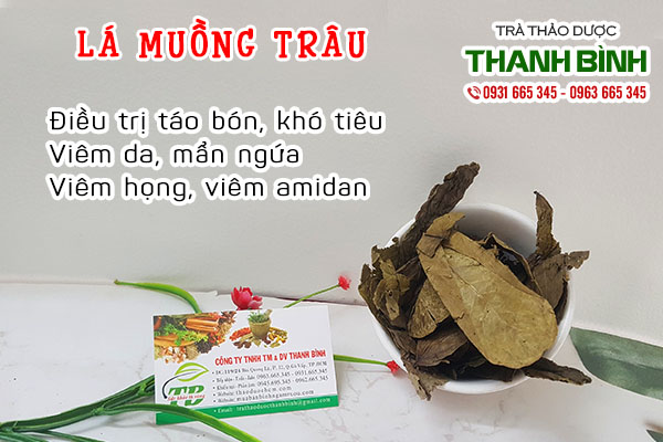 lá muồng trâu