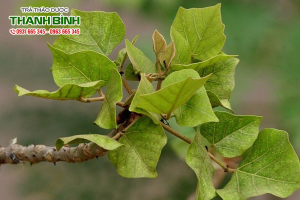 la-vong-nem-thanh-binh