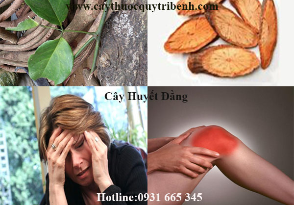 mua-ban-cay-huyet-dang-o-dau-tai-tp-hcm
