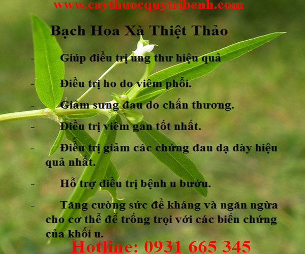 bạch hoa xà thiệt thảo
