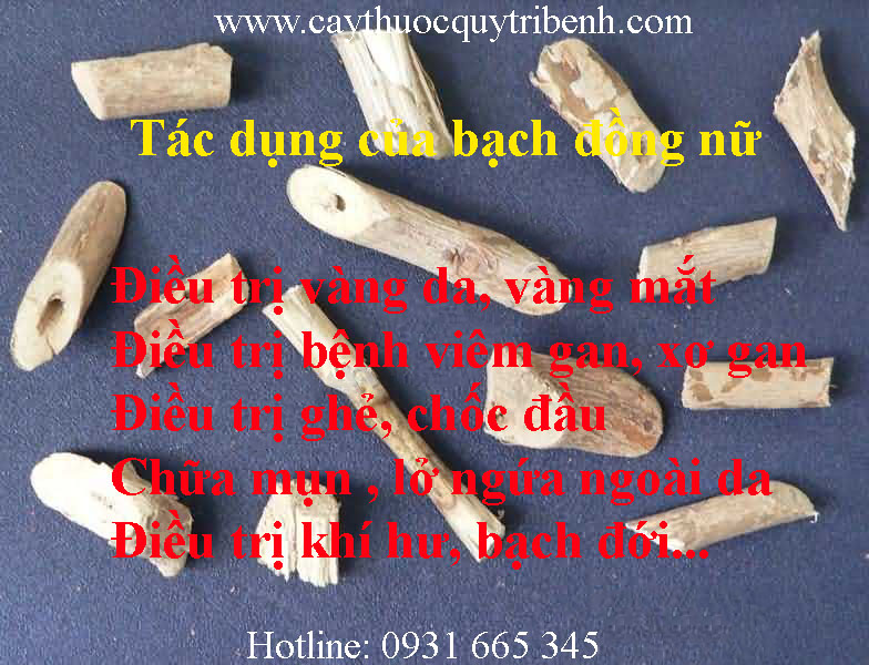 bạch đồng nữ