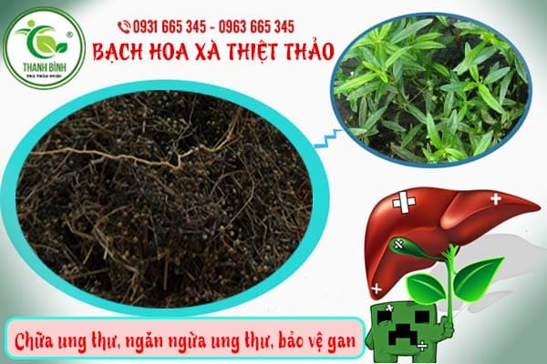 bạch hoa xà thiệt thảo thanh bình 
