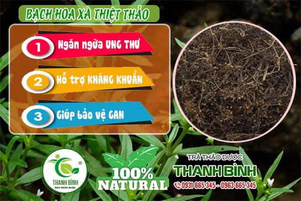 bạch hoa xà thiệt thảo thanh bình 
