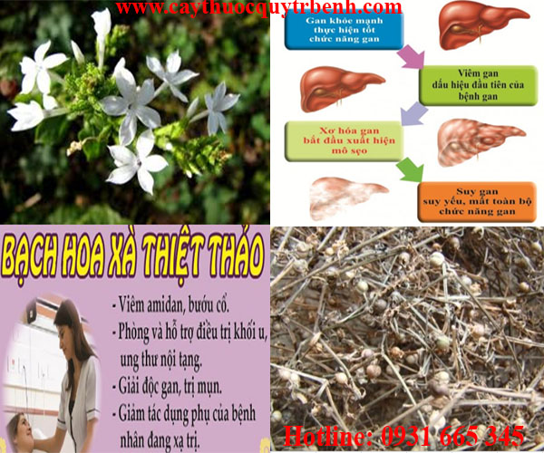 bạch hoa xà thiệt thảo 