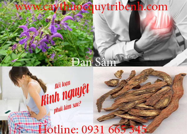 mua-ban-bach-dan-o-dau-tai-tp-hcm