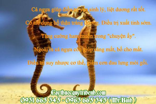 cá ngựa