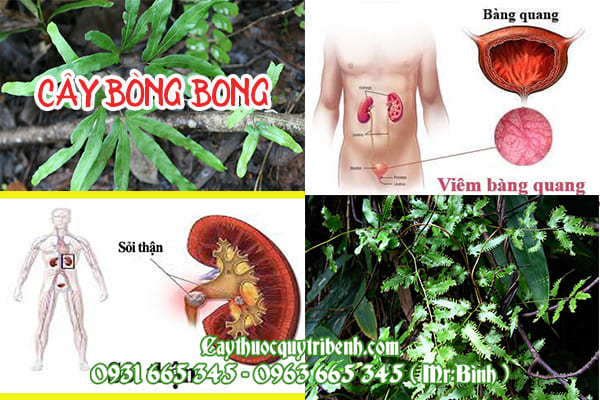 cây bòng bong
