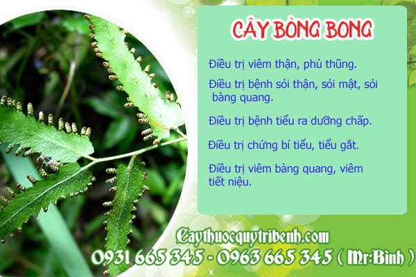cây bòng bong