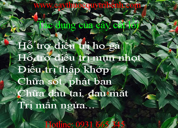 cây cát lồi