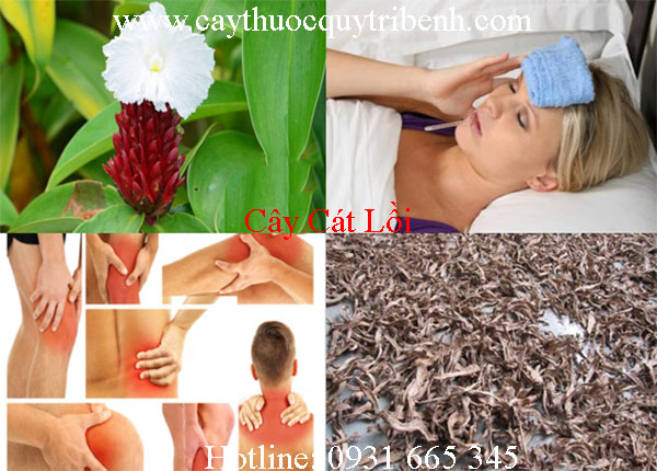 cây cát lồi