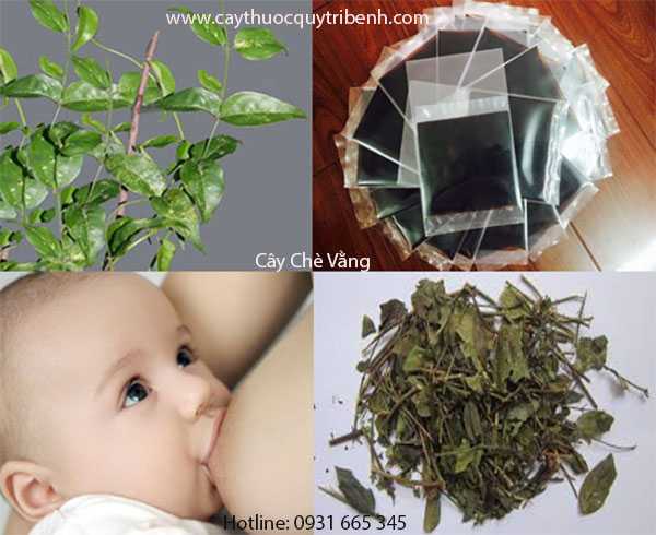mua-ban-cay-che-vang-o-dau-tai-tp-hcm