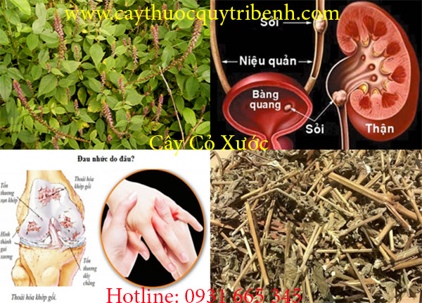 cây cỏ xước