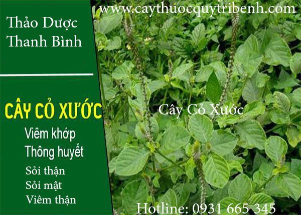 cây cỏ xước