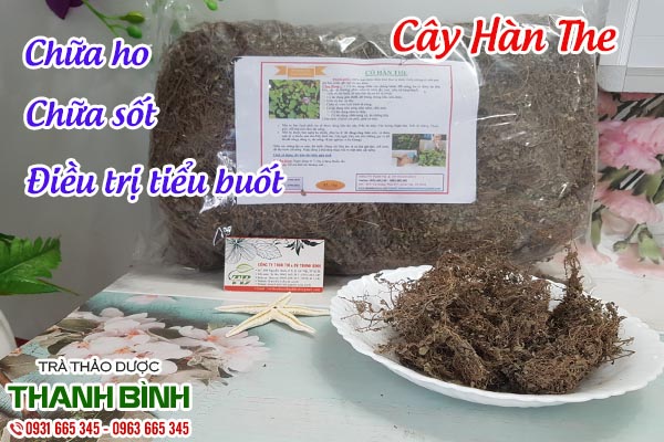 Cây hàn the thảo dược Thanh Bình