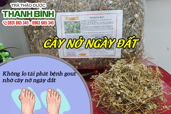 cay-no-ngay-dat-thanh-binh