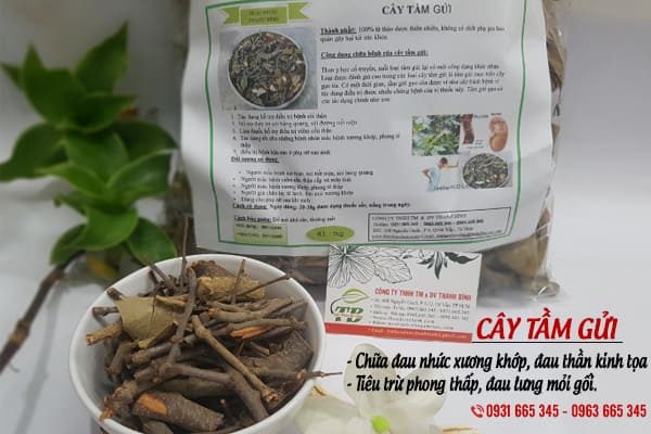 cây tầm gửi thảo dược thanh bình