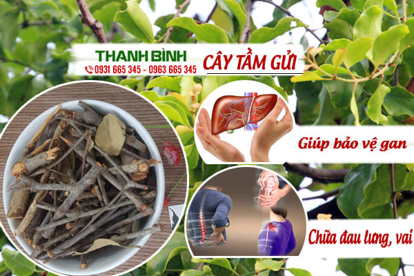 cây tầm gửi thảo dược thanh bình
