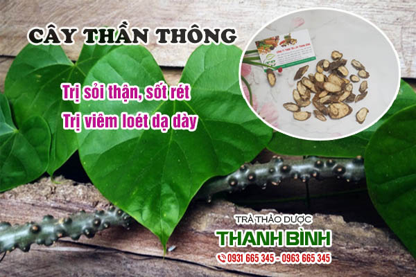 Cây thần thông Thảo dược Thanh Bình