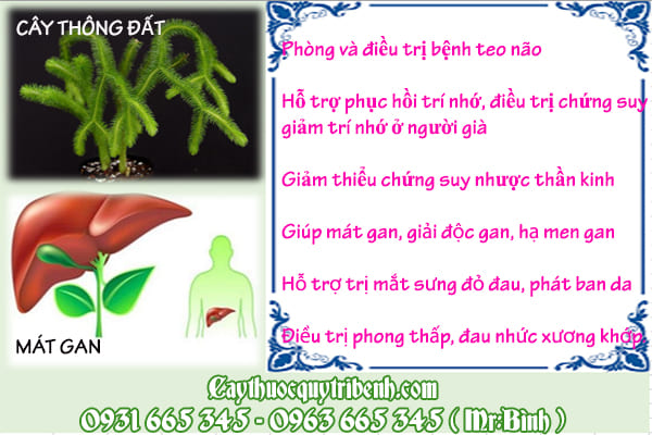 cây thông đất