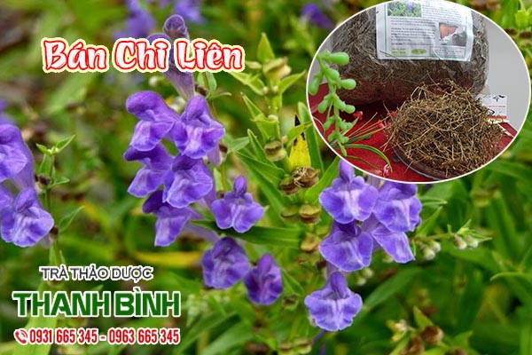 ban-chi-lien-thanh-binh-1