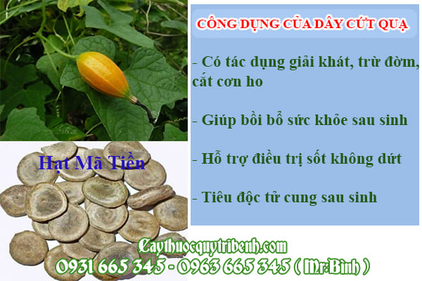 Dây cứt quạ