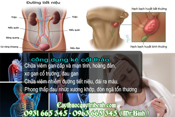 kê cốt thảo
