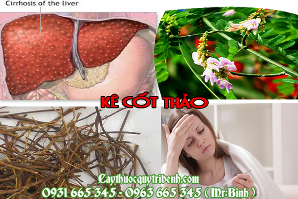 kê cốt thảo
