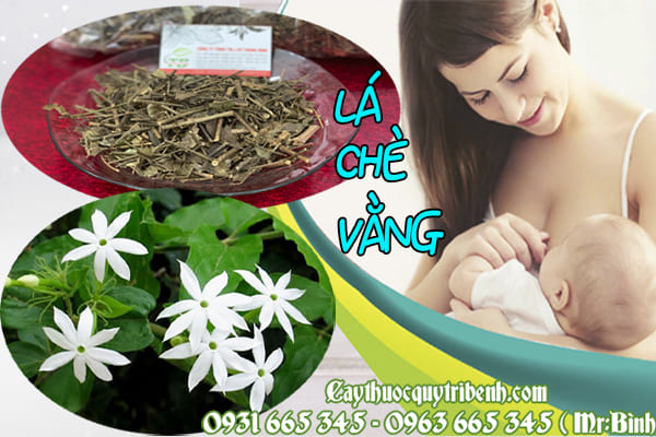 lá chè vằng thảo dược thanh bình