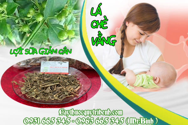 lá chè vằng thảo dược thanh bình