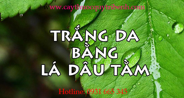 Mua-la-dau-o-dau-tai-tp-hcm-uy-tin-nhat