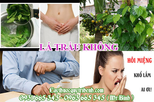 Lá trầu không