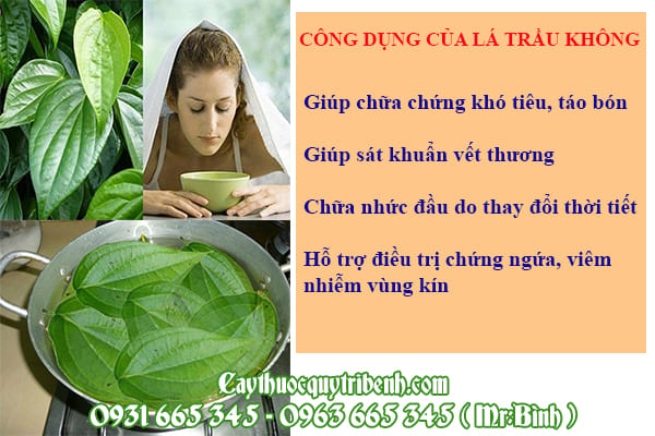 Lá trầu không