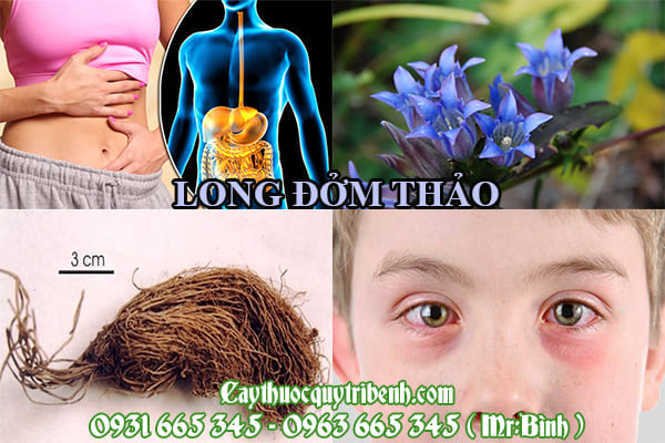 Long đởm thảo