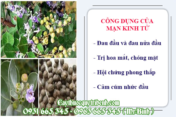 Mạn kinh tử