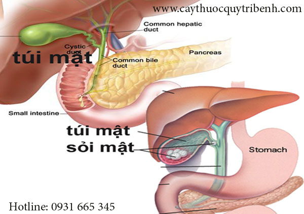 mua-ban-qua-sung-o-dau-tai-tp-hcm-uy-tin-nhat