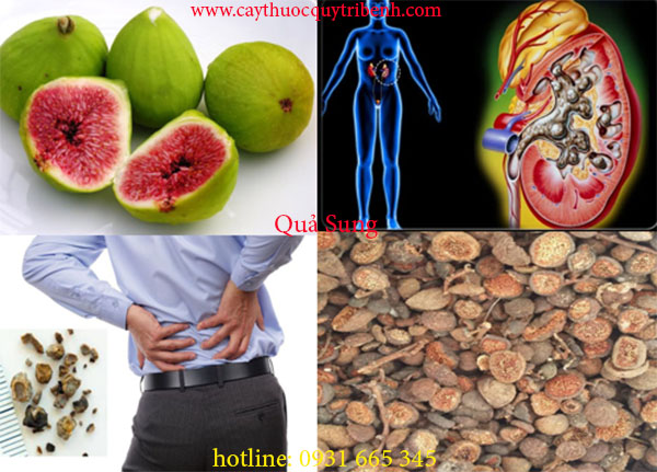 mua-ban-qua-sung-o-dau-tai-tp-hcm-uy-tin-nhat