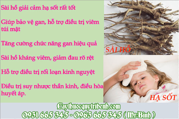 sài hồ