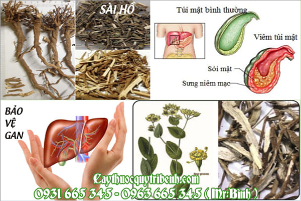 sài hồ