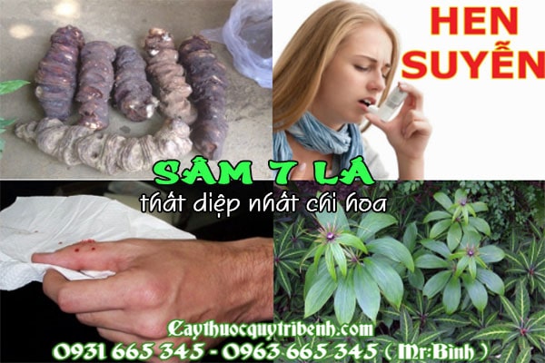 sâm 7 lá - thất diệp nhất chi hoa