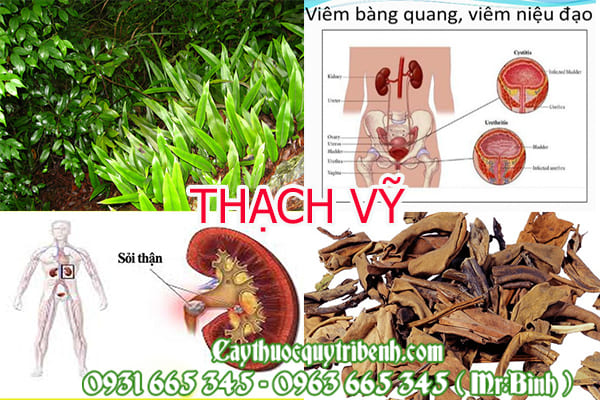 thahcj vỹ