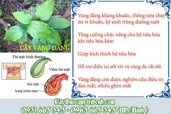 vàng đắng
