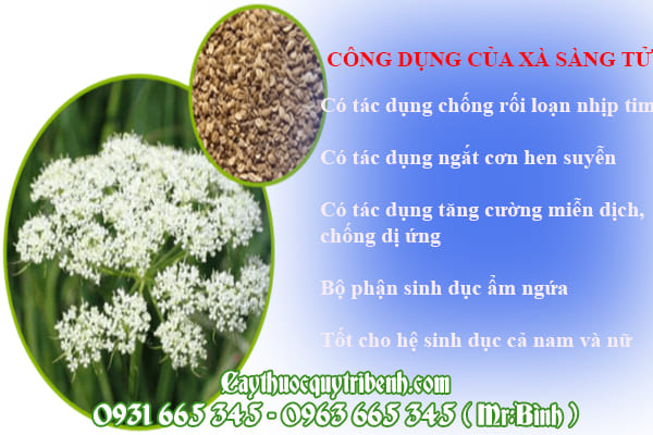 Xà sàng tử