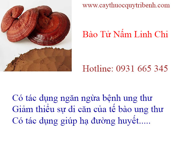 mua-bao-tu-nam-linh-chi-tai-tp-hcm-chat-luong-nhat