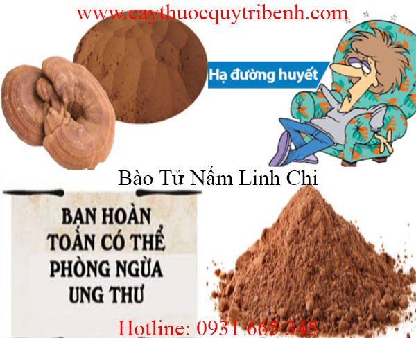 mua-bao-tu-nam-linh-chi-tai-tp-hcm-uy-tin-chat-luong-nhat