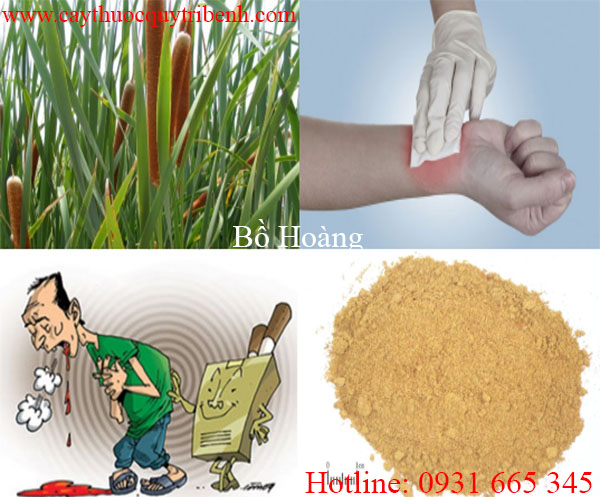 mua-bo-hoang-tai-tp-hcm-chat-luong