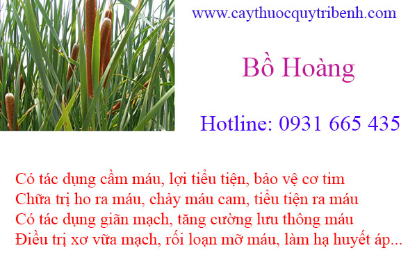 mua-bo-hoang-tai-tp-hcm-uy-tin-chat-luong