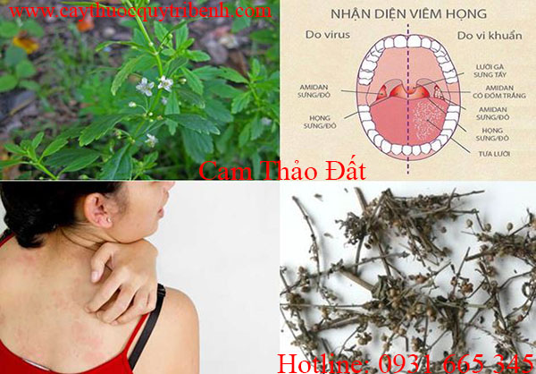 cam thảo đất