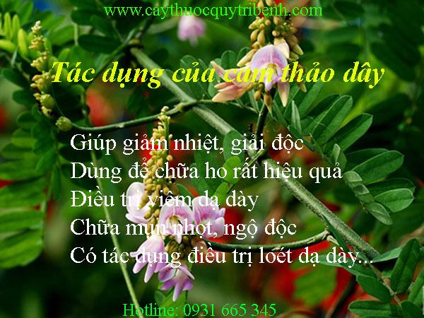 mua-cam-thao-day-o-dau-tai-tp-hcm-uy-tin-nhat